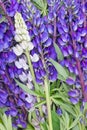 Bluebonnet lupine floral background