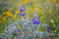 Bluebonnet, lupine near Jerusalem