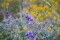 Bluebonnet, lupine near Jerusalem