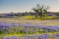 Bluebonnet or Lupine wildflowers filed in Ennis Texas