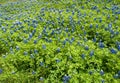 Bluebonnet lupinus texensis 6 Royalty Free Stock Photo