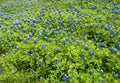 Bluebonnet lupinus texensis 6