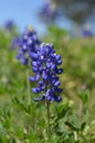 Bluebonnet (Lupinus texensis)