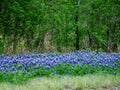 Bluebonnet Patch Beide Rural Texas Road