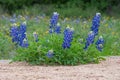 A bluebonnet plant grows in gravel during springtime in Texas Royalty Free Stock Photo