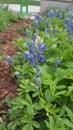 Bluebonnet Royalty Free Stock Photo