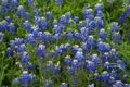 Bluebonnets Royalty Free Stock Photo