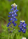 Bluebonnets Royalty Free Stock Photo