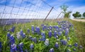 Bluebonnets along country road in Texas spring