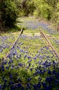 Bluebonnets amongst abandoned railroad tracks