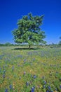 Bluebonnets in bloom with tree on hill, Spring Willow City Loop Road, TX Royalty Free Stock Photo