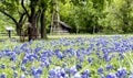 Bluebonnets Blossom In A Texas State Park Royalty Free Stock Photo