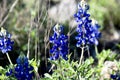 Bluebonnets