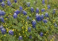 Bluebonnets and DYC`s along the Bluebonnet Trail in Ennis, Texas