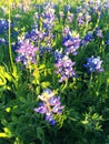 Bluebonnets Royalty Free Stock Photo