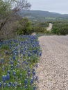 Bluebonnets growing along a country road on a spring day in the Texas Hill Country. Royalty Free Stock Photo