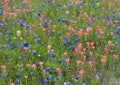 Bluebonnets and Indian Paintbrushes along the Bluebonnet Trail in Ennis, Texas.