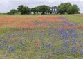 Bluebonnets and Indian Paintbrushes along the Bluebonnet Trail in Palmer, Texas.