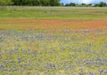 Bluebonnets and Indian Paintbrushes along the Bluebonnet Trail in Palmer, Texas.