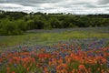 Bluebonnets and Indian Paintbrush in the Texas Hill Country, Texas Royalty Free Stock Photo