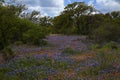 Bluebonnets and Indian Paintbrush in the Texas Hill Country, Texas Royalty Free Stock Photo