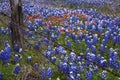 Bluebonnets and Indian Paintbush in the Texas Hill Country, Texas