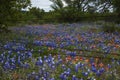 Bluebonnets and Indian Paintbrush in the Texas Hill Country, Texas