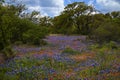 Bluebonnets and Indian Paintbrush in the Texas Hill Country, Texas Royalty Free Stock Photo