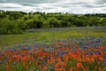 Bluebonnets and Indian Paintbrush in the Texas Hill Country, Texas