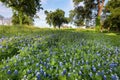 Bluebonnets in Late Afternoon Sun Royalty Free Stock Photo