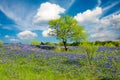 Bluebonnets in Late Afternoon Sun Royalty Free Stock Photo