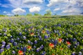 Bluebonnets in Late Afternoon Sun Royalty Free Stock Photo