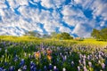 Bluebonnets in Late Afternoon Sun Royalty Free Stock Photo