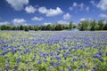 Texas Bluebonnets Bathed in Late Afternoon Sunshine