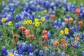 Bluebonnets and paintbrush