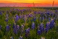 Bluebonnets at Sunset near Ennis, TX Royalty Free Stock Photo