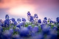 Beautiful sunset over bluebonnets in Texas with a colorful sky