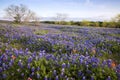 Bluebonnets in Texas Hill Country Royalty Free Stock Photo