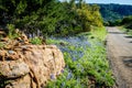 Bluebonnets on the Willow City Loop