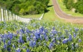 Texas Bluebonnets  along the side of the rolling road Royalty Free Stock Photo