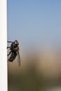 Close-up of a housefly on a white surface. Royalty Free Stock Photo