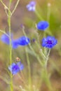Bluebottle, Boutonniere Flower, Hurtsickle, Cyani Flower, blue cornflower, Centaurea cyanus, standing alone among the Royalty Free Stock Photo