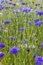 Bluebottle in field