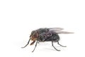 Bluebottle fly Royalty Free Stock Photo