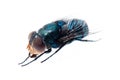 Bluebottle fly Royalty Free Stock Photo