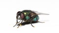 Bluebottle fly Royalty Free Stock Photo