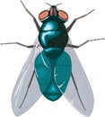 Bluebottle Fly Vector Illustration