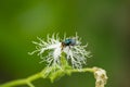 Bluebottle Fly on white flower Royalty Free Stock Photo