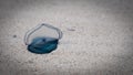 Bluebottle Jellyfish on the beach, beautiful bluey. Close up.