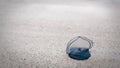 Bluebottle Jellyfish on the beach, beautiful bluey.